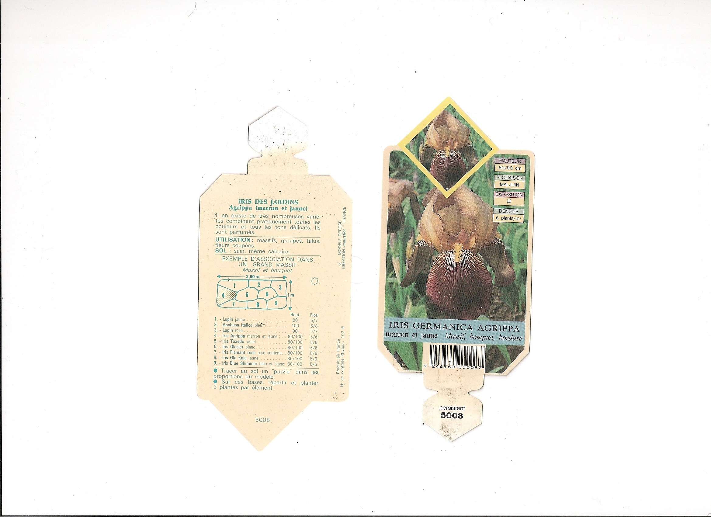 Iris Germanica Agrippa.jpg